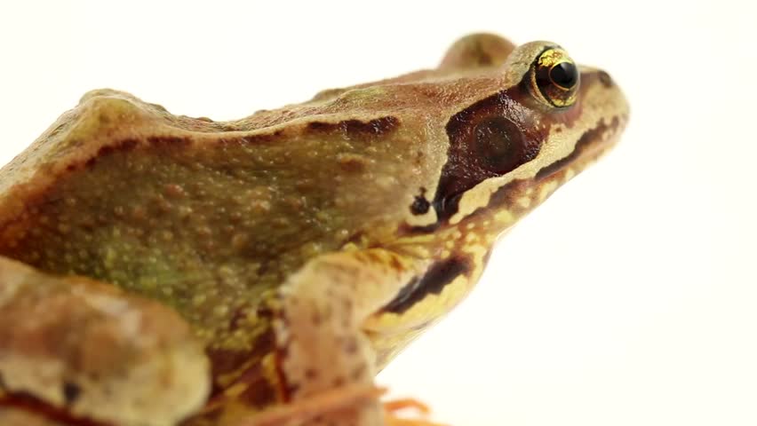 brown frog on white side view