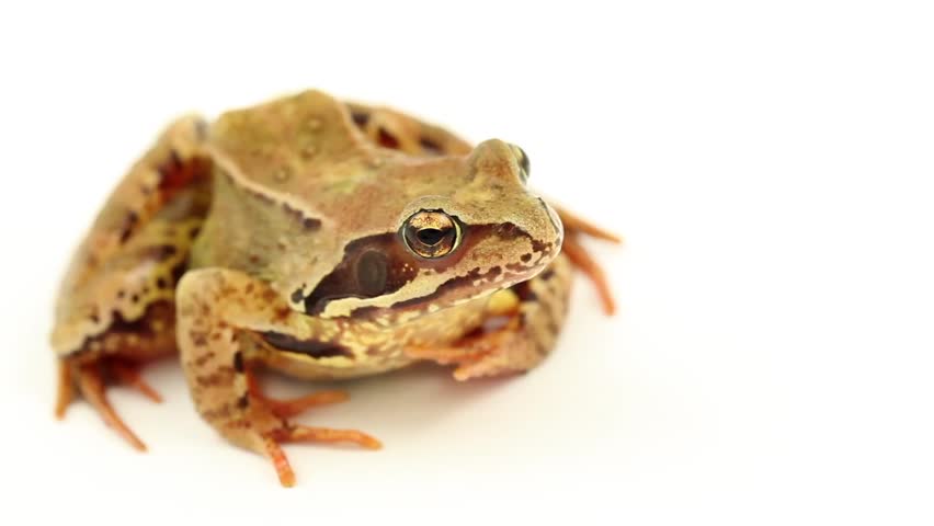 brown frog on white facing right