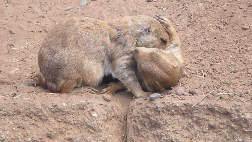 Two Prairie Dogs get cozy together on hot day.