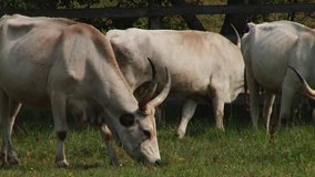 Cows with horns grazing in the field. Hungarian gray cow.