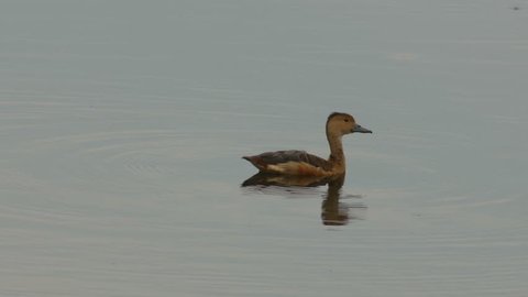A lesser whistling duck is swimming over the surface of water