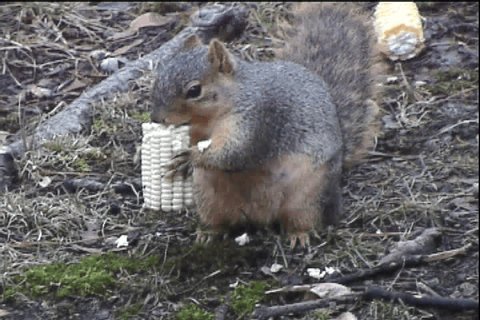 Red Squirrel Eats Corn Cob