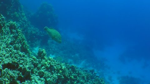 Humphead wrasse (Cheilinus undulatus) swims along the wall of a coral reef.