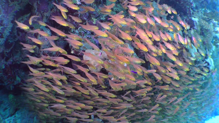 A flock of Pigmy sweeper fish (Parapriacanthus ransonneti) in the shade under the reef ridge. Royalty-Free Stock Footage #26171732