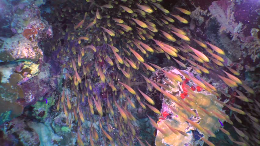 A flock of Pigmy sweeper fish (Parapriacanthus ransonneti) in the shade under the reef ridge. Royalty-Free Stock Footage #26171777