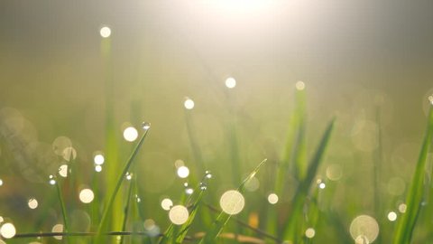 Abstract shot of wet green grass with dew drops in morning lights
