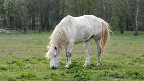 White horse eats grass.