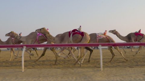 Camel race in slow motion. camel running. DOHA. Qatar. Camel in desert in Persian Gulf, Arabian Peninsula, Middle East. Camel running in Dubai