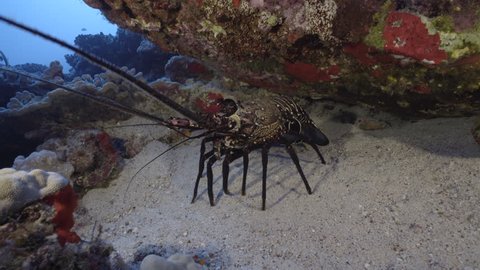 A large spiny lobster sits under a deep rocky reef ledge in clear blue tropical water.