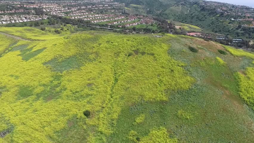 Yellow Flowers on Hill 5