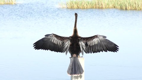 Anhinga bird perching with its wings open