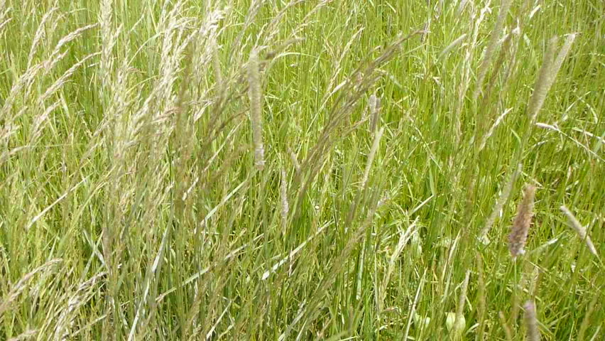Wind blows tall grasses in field.