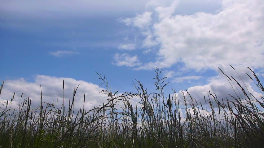Wind blows tall grasses on blue sky and cloudy day scenic.