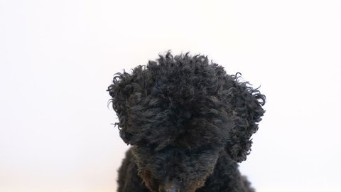 Dog (Poodle) is shyly curling his eyes,  white background