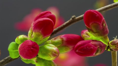 4k 29.97 fps macro time lapse video of a Japanese crab-apple flower growing and opening on a dark background/Japanese crab-apple flower blossoming 4k macro time lapse