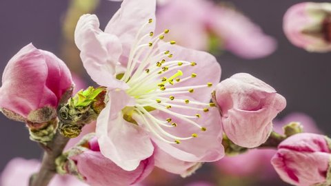 4K 29.97 fps macro time lapse video of a ping peach fruit tree flower growing and blossoming on a dark background/Pink peach flower blooming macro 4k time lapse