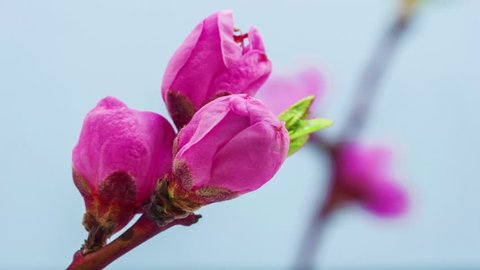 4k 29.97 fps macro time lapse video of a pink peach tree flower growing on a blue background/Pink peach tree flower blossoming macro timelapse