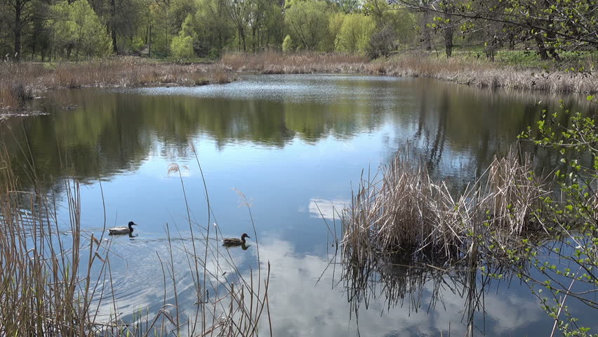 Spring day on the lake.Ducks swim along the lake with reeds. In pure water, the sky and the light green forest are reflected
