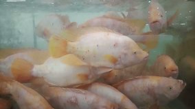 Fish department store. Fish in the shop window. Raw fish is sold in the store.Fish market,fish tank,footage