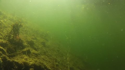 green underwater wildlife