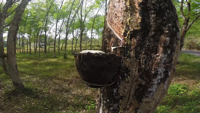 rubber collected coming out of tree in Thailand