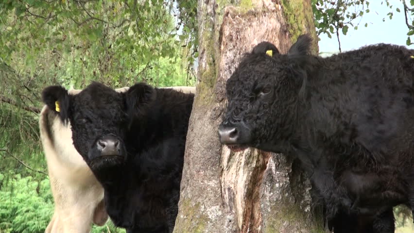 Scottish highland cows