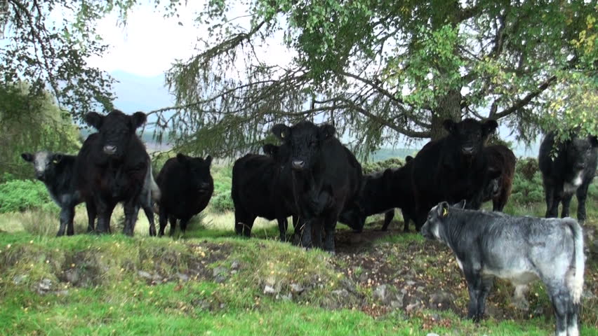 Scottish highland cows