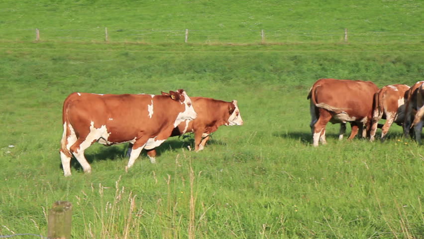 Brown and white spotted cows stand in a group on the meadow