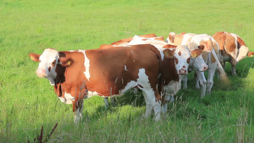 Brown and white spotted cows stand in a group on the meadow