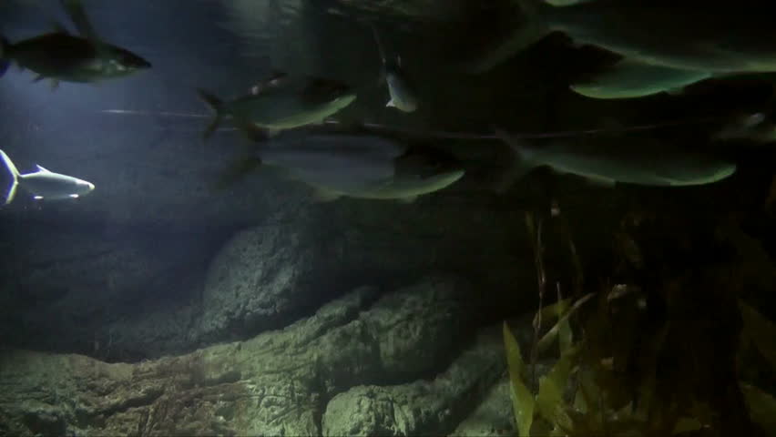fish swimming underwater camera towards surface