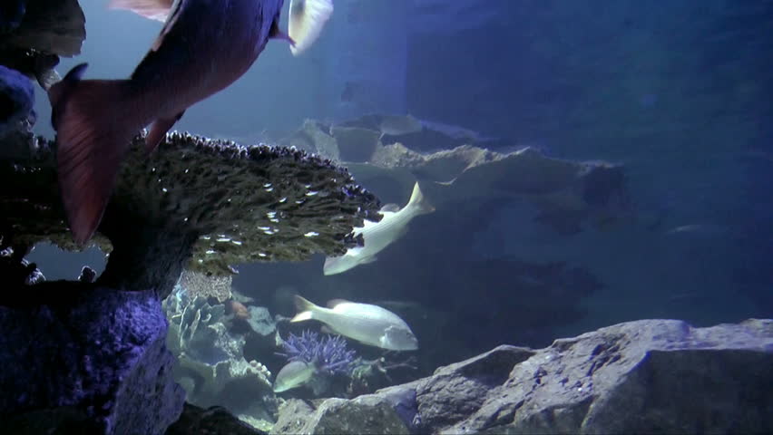 Salt water fish under sea