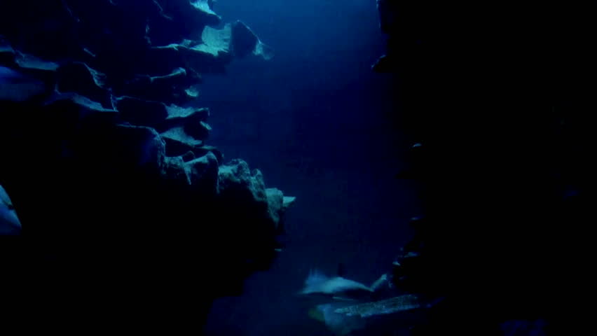 A rocky outcrop deep sea