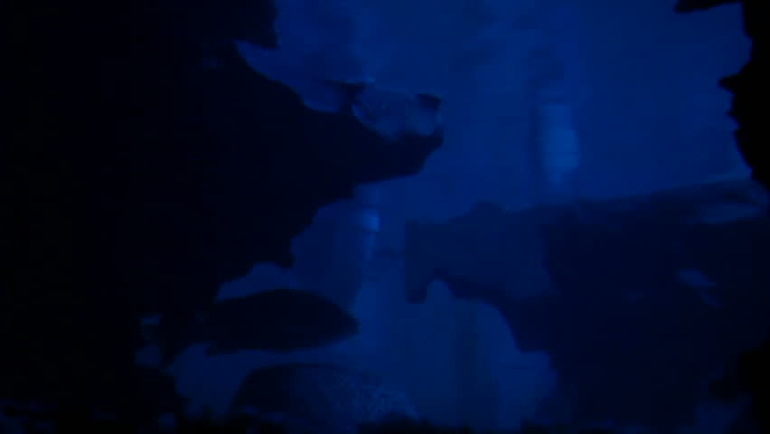 A rocky outcrop deep sea
