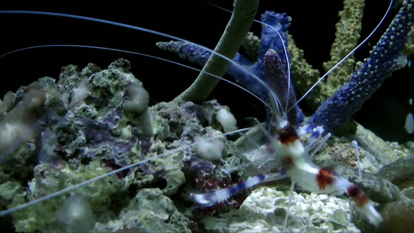 Underwater crustacean