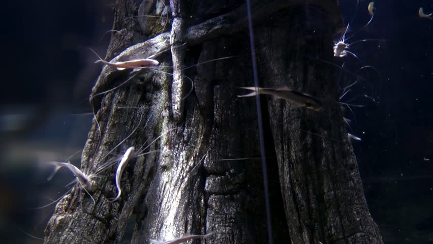 	Fish with long feelers dart around a tree underwater