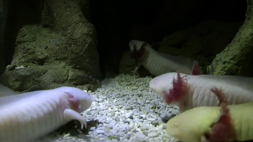 The Axolotl - Mexican Walking Fish Scientific name Ambystoma mexicanum