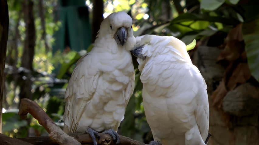 Two golden crested cockatoos kissing
