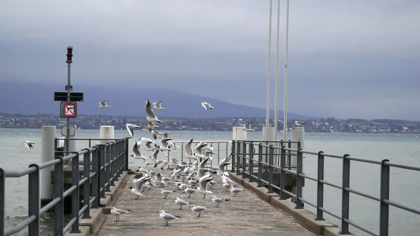 Several seagulls sit and then soar off the concrete pie as a young woman runs towards themr; a metal railing, a body of water and a coastline in the background