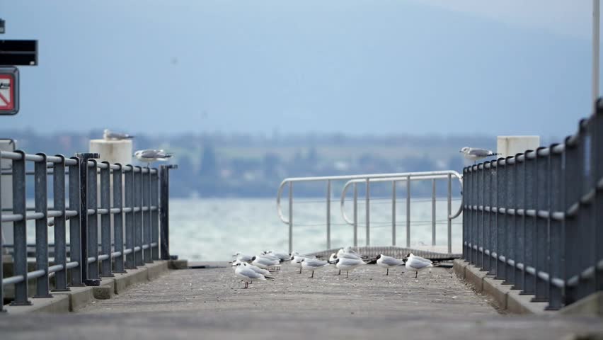 Several seagulls sit and then soar off the concrete pier; a metal railing, a body of water and a coastline in the background