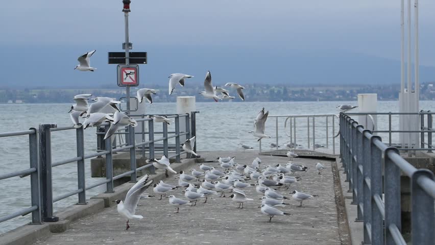 Several seagulls sit and then soar off the concrete pier to fly over a body of water as a man and a woman pass by. The man is taking photo of a woman as she
