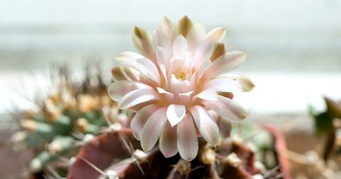 Cactus flower opening time lapse in sunny day. Blooming Cactus in 4k