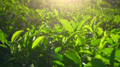 Green tea fresh leaves. Tea plantations