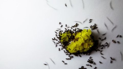 Ants carrying away sugar off a white background