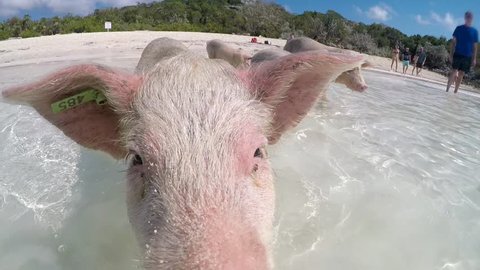cute piglets walking into Ocean exuma bahamas