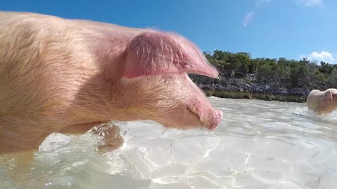 pig bumps nose into camera exuma bahamas