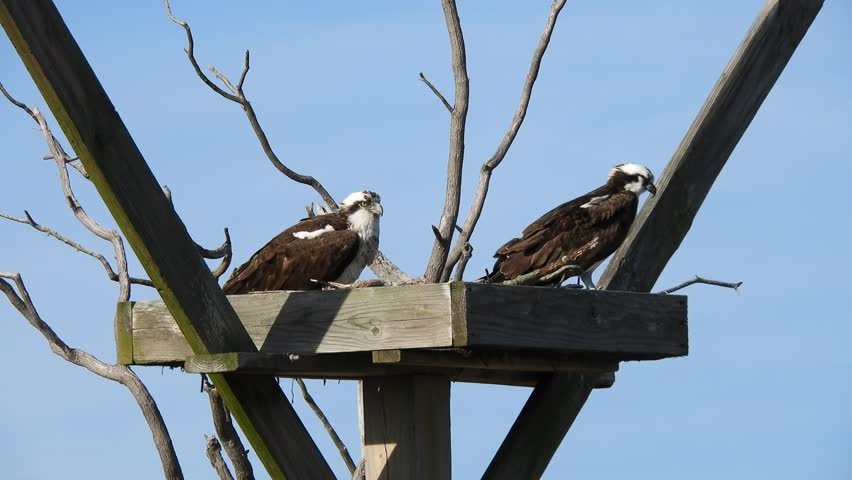 Osprey Pair in Nest