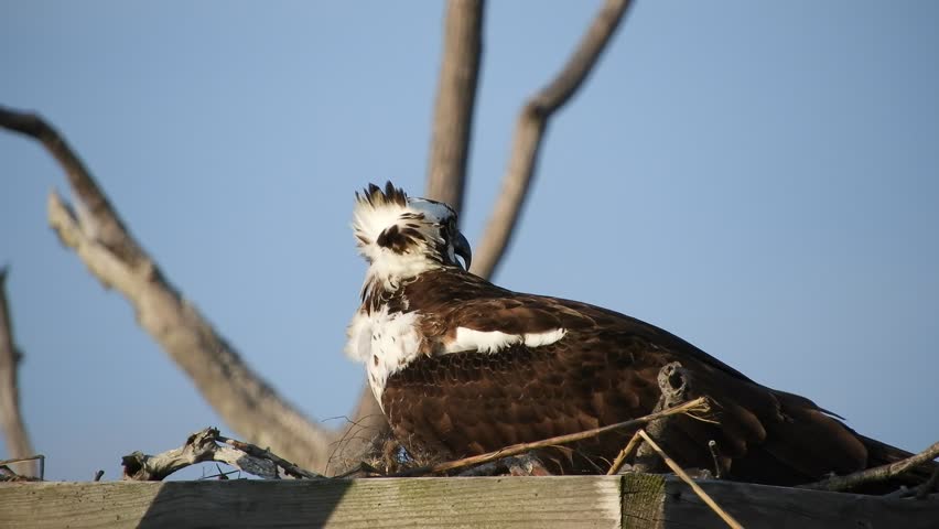 Osprey in Nest