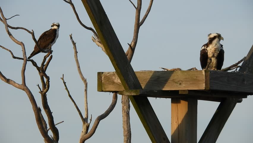 Female Osprey in Nest Male in Nearby Tree