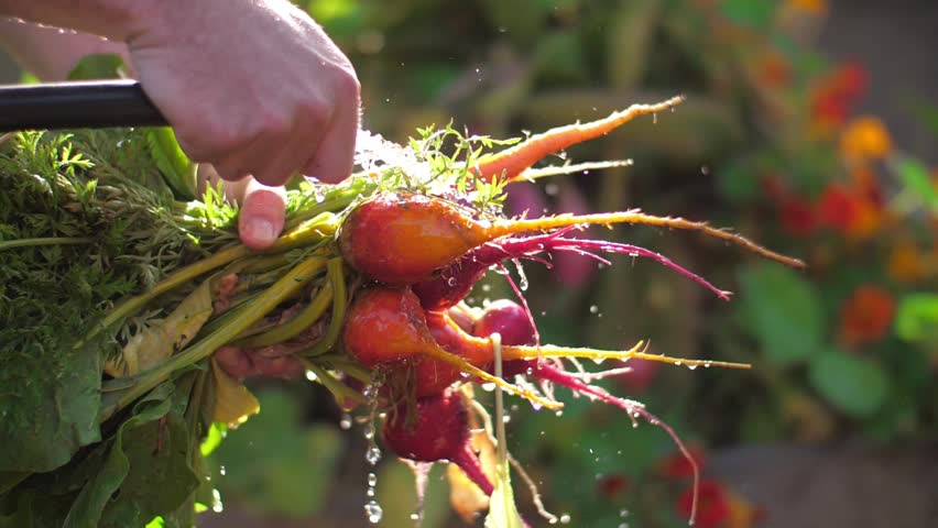 Harvest in organic garden. Farmer washing bunch of fresh organic colorful beets, carrots vegetables with water, closeup. Slow motion. Royalty-Free Stock Footage #26226665