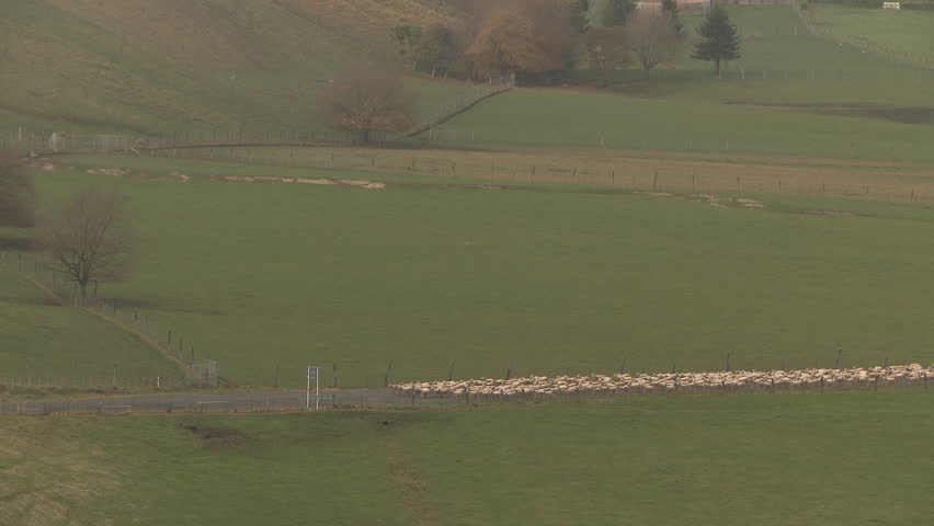 Sheep being moved along a road between fields